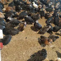 جوجه45روزه بومی نژاد جهادی