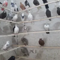 کبوتر|پرنده|ایلام, |دیوار