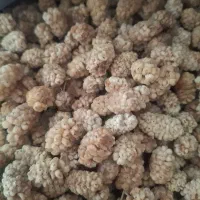 زرشک و زعفران وتوت خشک ارگانیک خراسان جنوبی