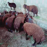 گوسفند نر