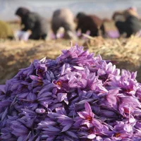 زعفران اصل و پیاز زعفران بصورت عمده