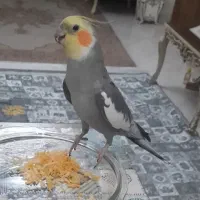 عروس هلندی