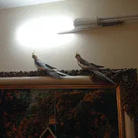 عروس هلندی. عروس.
