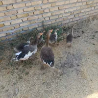 غاز و جوجه غاز