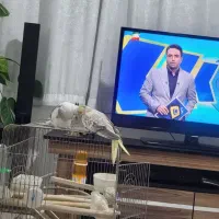 جفت عروس نر بازیگوش