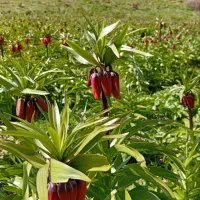 سفر به جلفا رود ارس قره کلیسا