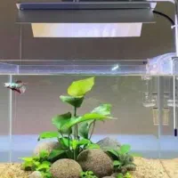 نصب سرویس اجرای دکور ماهی اکواریوم
