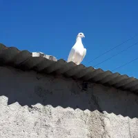 کفتر تهرانی