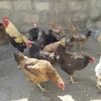مرغ و خروس محلی