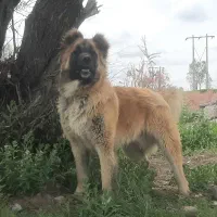 نر سرابی