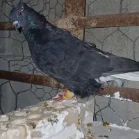 کبوتر|پرنده|گتوند, |دیوار