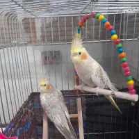 یک جفت عروس هلندی نر و ماده
