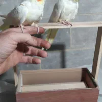 عروس هلندی لوتینو ماده بالغ