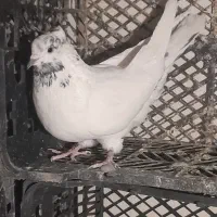 کفتر
