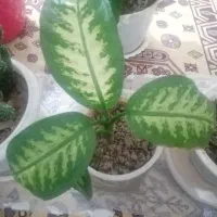 دیفین باخیا