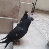 جوجه کله
