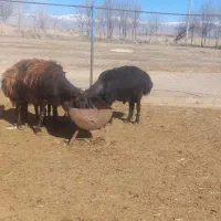 قوچ جوان|حیوانات مزرعه|مرند, |دیوار