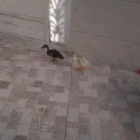 اردک