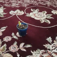 فرش زرشکی ۱۲ متری تمیز