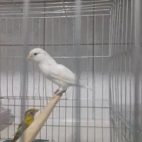 قناری ردفاکتور نر وجیبوس ماده