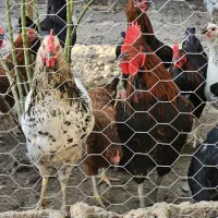 خروس جوان