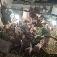 جوجه غاز محلی دورگه قو غاز