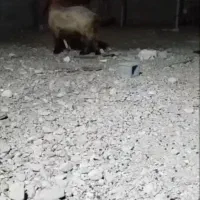 میش آبستن روزگاری با بره ماده بختیاری