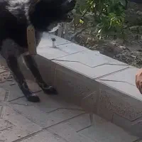 توله۹ماهه واکسن خورده