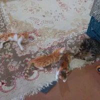۴ عدد بچه گربه واگذاری رایگان
