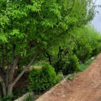بلوار-بهشت-کوچه-مشجر-2خواب-سالن-بزرگ