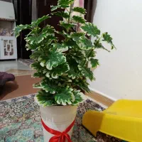 گلدون وگل مصنوعی