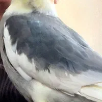 عروس هلندی گم شده