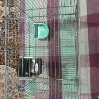 قفس پرنده