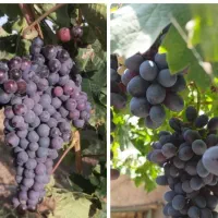 کارشناس ارشد باغبانی