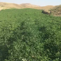 هندوانه شیرین سوپر بار