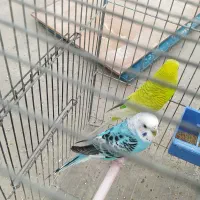 معاوضه 3تا مرغ عشق انگلیسی با قناری