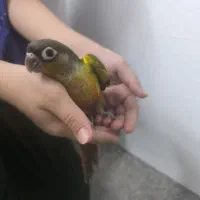 جوجه گرینچیک دوماهه