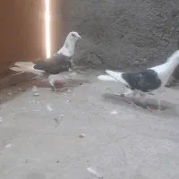 کبوتر|پرنده|دزفول, |دیوار