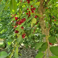 فروش-باغ-به-متراژ-هزارمترمربع