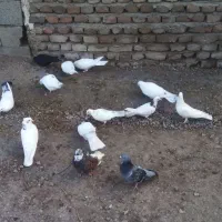 کفتر|پرنده|ویلکیج, |دیوار