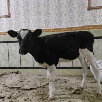 گوساله