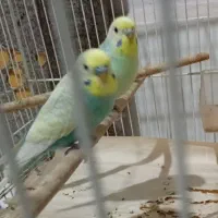 مرغ عشق رنگین کمانی بسیار زیبا. قفس سهره عکسای اخر