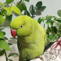 طوطی ملنگو