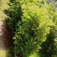 فروش نهال های مثمر و غیره مثمر