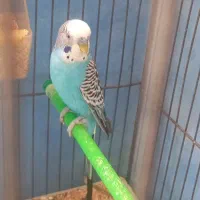 یه جفت مرغ عشق با جوجه