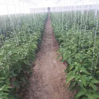 گلخانه فول امکانات وفعال