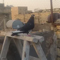 ماده آبادانی
