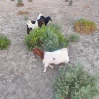 فروش کهره گوسفند بز