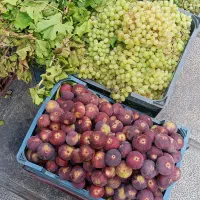 انگور عسگری  بش کوهی
