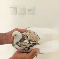 سرور پرشی تضمینی بالای ۹ ساعت